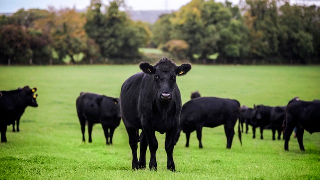 UK beef market faces tight supplies, high prices in 2026