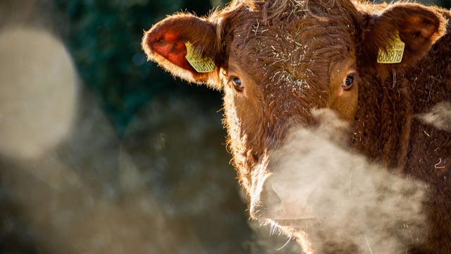 From cattle to humans – what the experts are saying about Shamonda