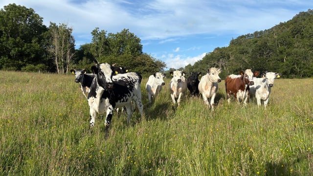 Rare Irish cattle brought to Scotland to help ‘rainforest’ restoration