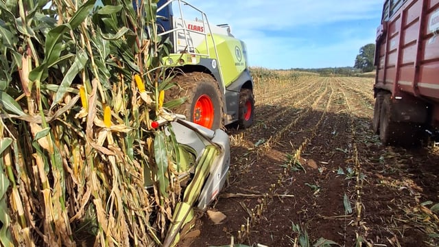 Forage maize crops yielding well in south Antrim