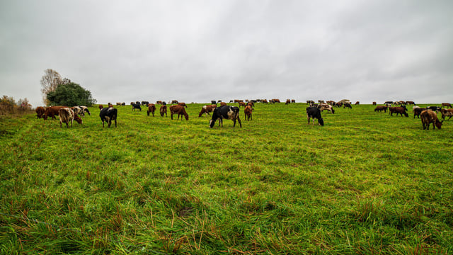 NI farmers urged to stay alert for Shamonda virus