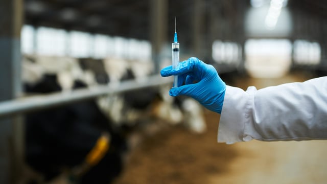 UK issues ‘second-hand’ bluetongue vaccine warning to livestock owners