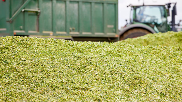 Can smarter feeding help beef farmers boost output by 30%?