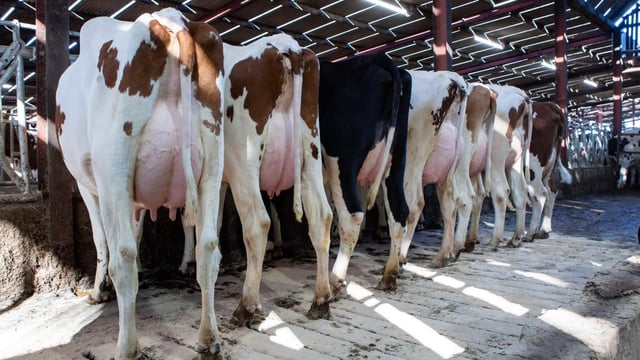 Heifers making up to £5,000 at Dungannon sale