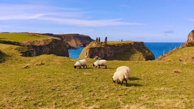 Walkers urged to control dogs after attack near Giant’s Causeway