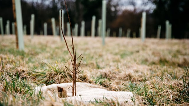 Farmers invited to join £500,000 Western Forest initiative