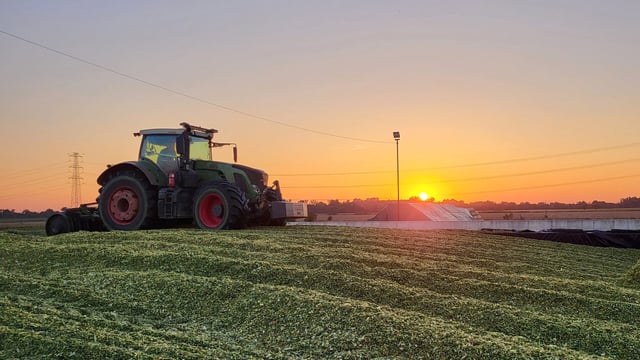 Top forage alternatives for the winter