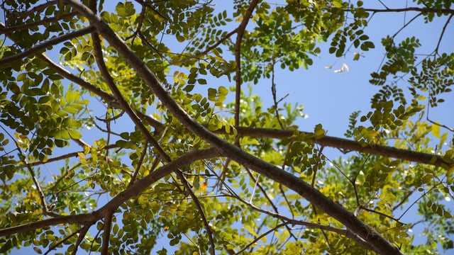 Should farmers think differently about forestry?