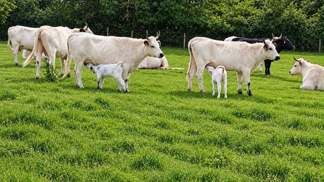 Five new calves born to one of UK’s rarest cattle breeds