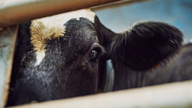 Suspect bluetongue cases under investigation in NI