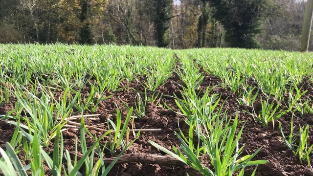 Planting winter barley still an option